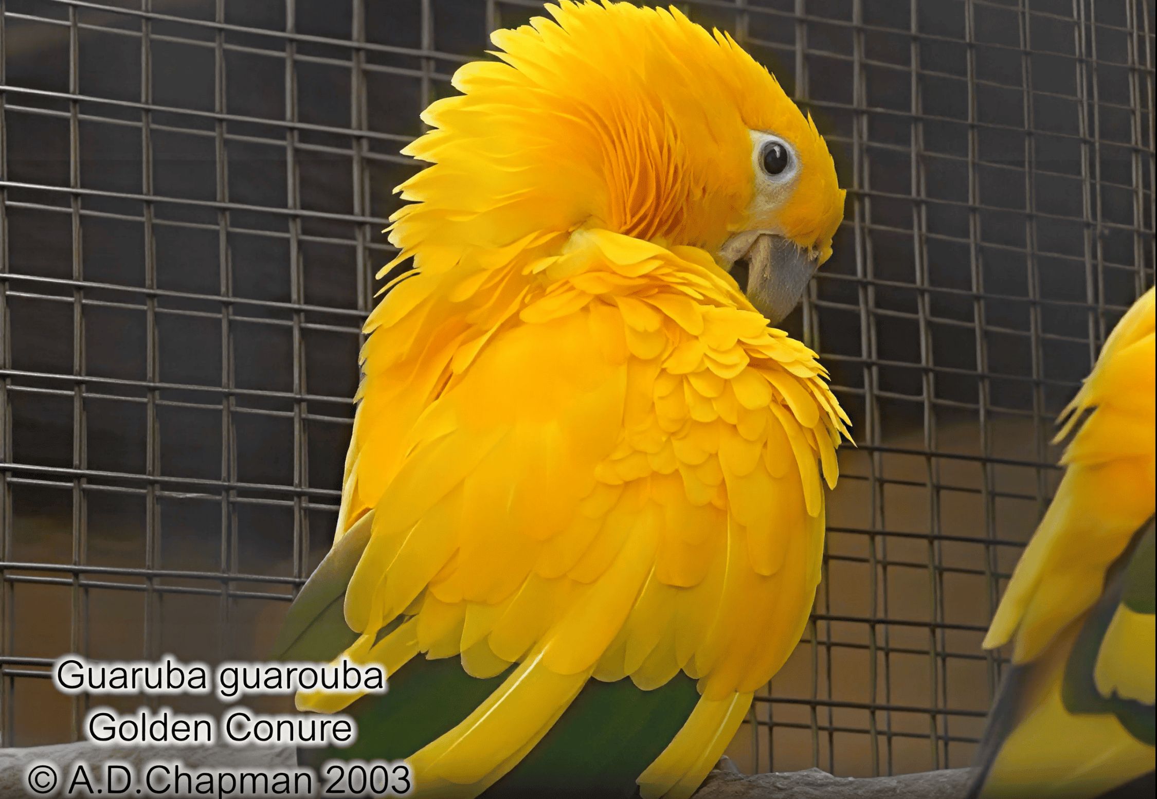 Bird video after 4K upscaling