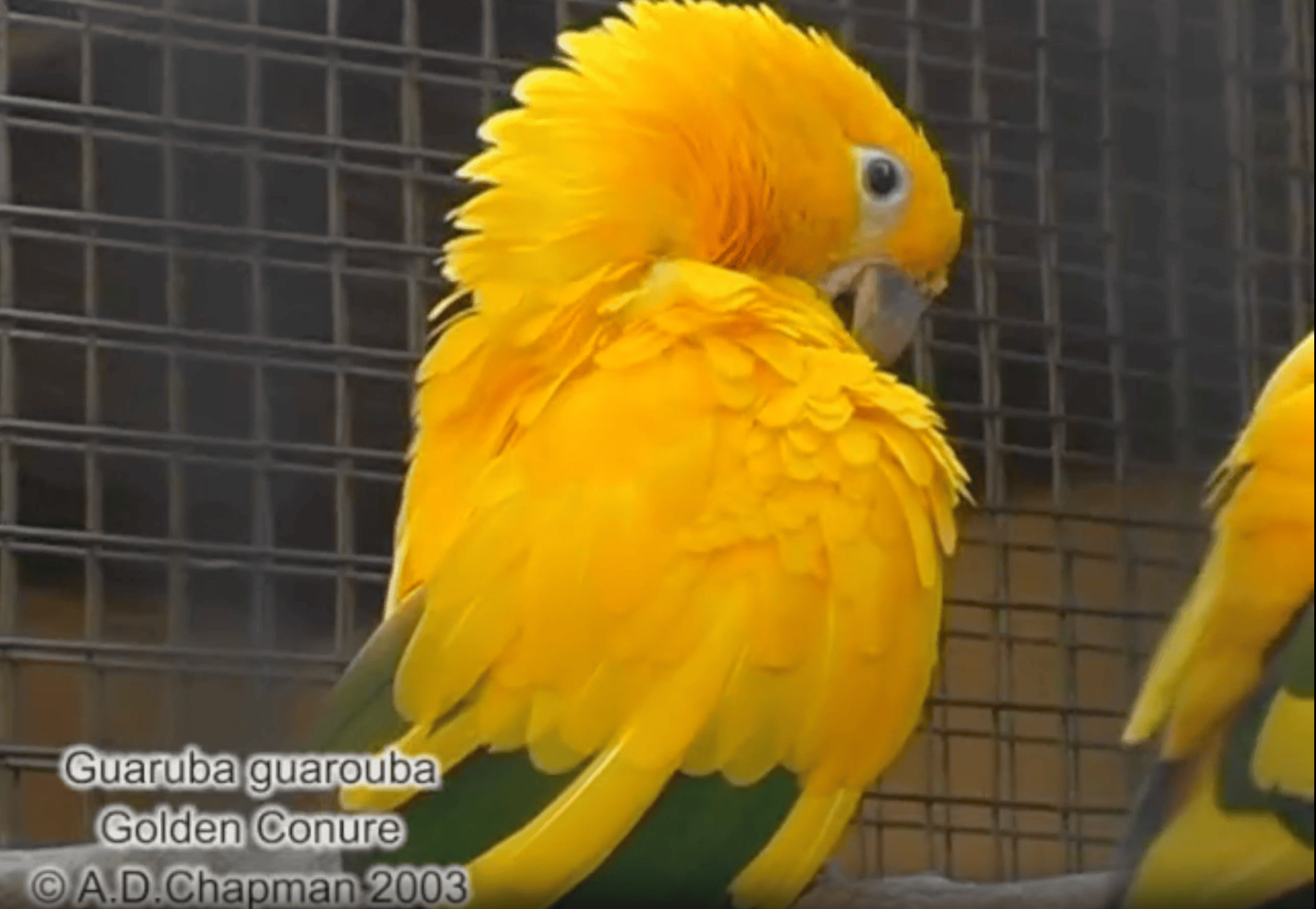 Bird video before upscaling