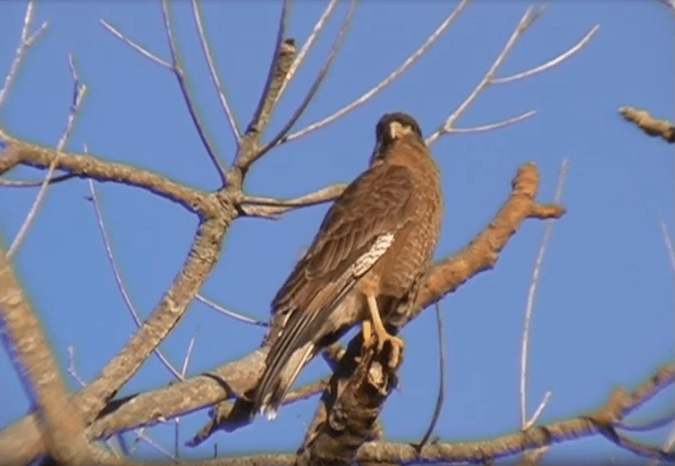 Eagle video before upscaling